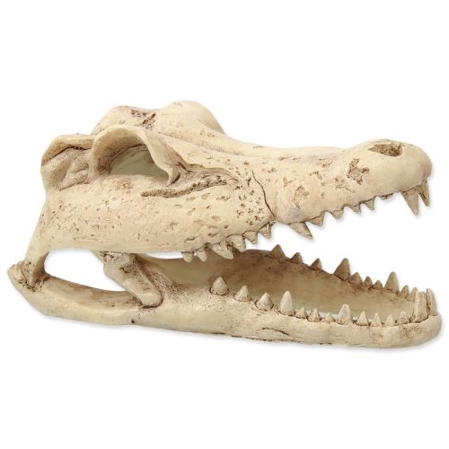 Decorațiune Craniu de crocodil 13,8 cm
