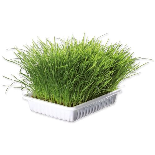 Castron de iarbă pentru pisici 100 g